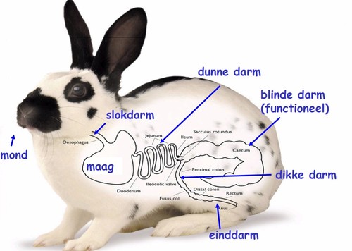 Het voorkomen van coccidiose